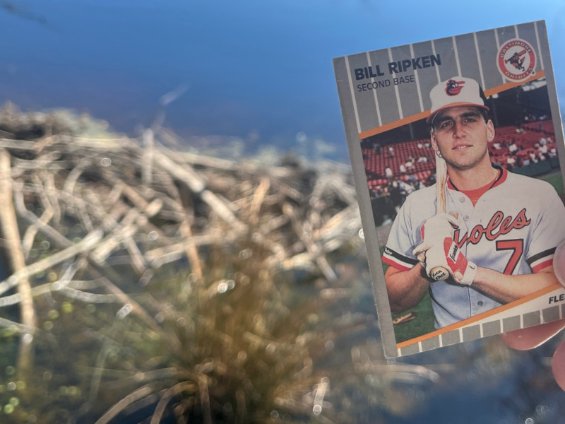 [Image: Billy Ripken card posed in front of a beaver dam.]