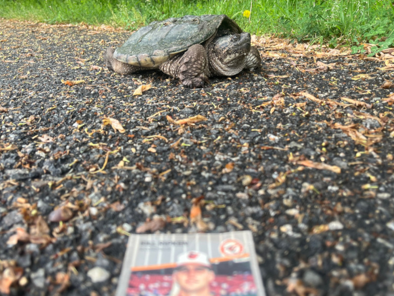 [Image: A snapping turtle looks skeptically at the Billy Ripken card from her resting spot in the middle of the trail.]