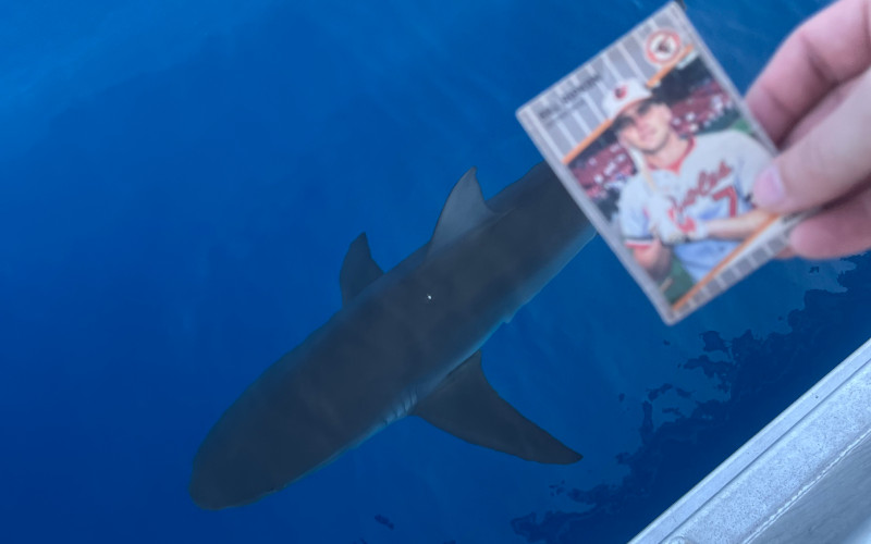 [Image: Billy Ripken card being dangled over the edge of a boat as an 8-foot galapagos shark passes underneath.] 