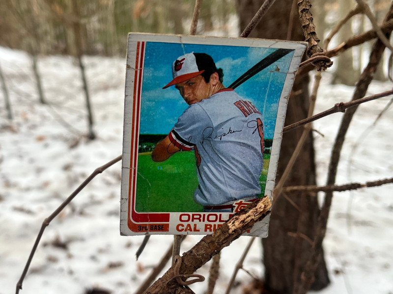 [Image: 1982 Topps Traded Cal Ripken card perched in the tendrils of a dormant vine. The backdrop reveals the photo was captured in a snowy forest.]